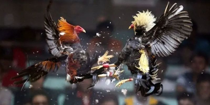 Đôi nét về gà đòn Thomo