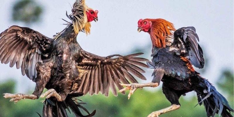 Hướng dẫn chi tiết luật chơi và cá cược đá gà đòn thomo